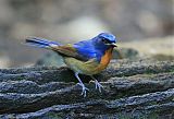 Chinese Blue Flycatcher